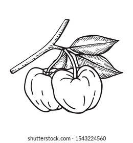 Acerola Fruit And Leaves. Barbados Cherry. Hand Drawn Vector Illustration.