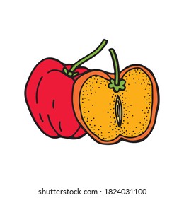 Acerola fruit and leaves. Barbados cherry. Hand drawn vector illustration.