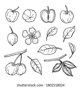 Acerola fruit and leaves drawing set. Barbados cherry. Hand drawn vector illustration.