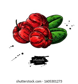 Acerola fruit vector drawing. Barbados cherry sketch. Vintage illustration of superfood. Botanical branch. Hand drawn icon for label, poster, packaging design.