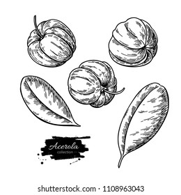 Acerola fruit vector drawing set. Barbados cherry sketch. Vintage engraved illustration of superfood. Hand drawn icon for label,  poster, packaging design.