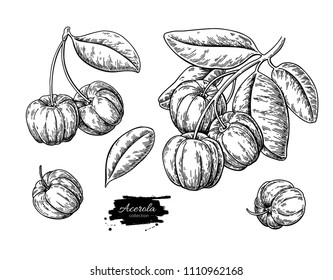 Acerola fruit vector drawing set. Barbados cherry sketch. Vintage engraved illustration of superfood. Hand drawn icon for label,  poster, packaging design.