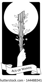 Aces of Tarot Cards. Wands. Hand holding a rod surrounded by leaves and flowers on black background