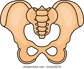 Acetabulum Vector color Icon Design, Organ System Symbol, Human Anatomy Sign, Human Body Parts Stock illustration, Human Pelvis and Hip Bone Joint Concept,