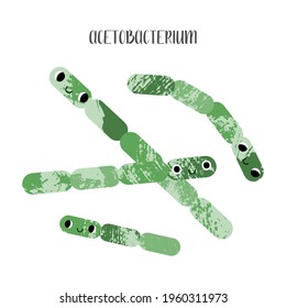 Acetobacterium. Cute lactic acid bacteria character. Probiotics. Good kawaii microorganism for gut, intestinal flora health. Microflora. Vector flat cartoon illustration