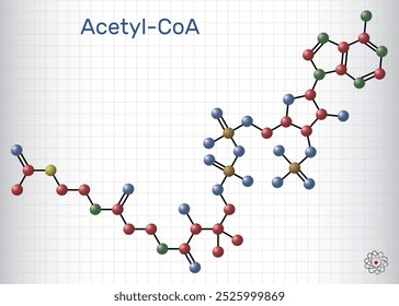 Acetil - CoA, modelo de molécula de coenzima acetil A. Coenzima clave en la biosíntesis de ácidos grasos, ciclo de Krebs, ciclo de ácido cítrico. Hoja de papel en jaula. Vector