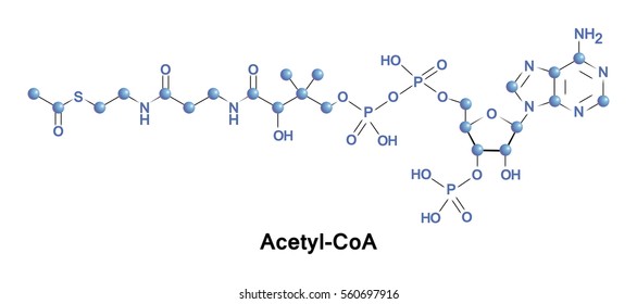 Acetyl-coa: Imágenes, fotos de stock y vectores | Shutterstock