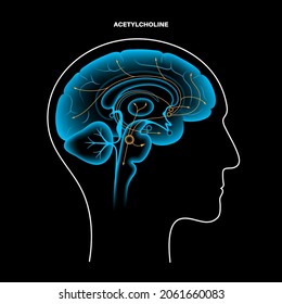 Acetylcholine hormones pathway in human brain. Neuromodulator and neurotransmitter in the autonomic nervous system. Arousal, attention, memory and motivation function. Cholinergic vector illustration.