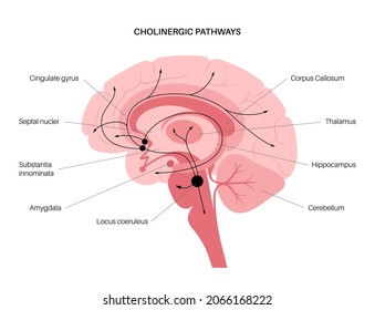 Acetylcholine hormones pathway in human brain. Neuromodulator and neurotransmitter in the autonomic nervous system. Arousal, attention, memory and motivation function. Cholinergic vector illustration.