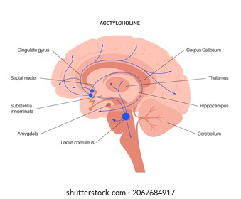 Acetylcholine hormones pathway in human brain. Neuromodulator and neurotransmitter in the autonomic nervous system. Arousal, attention, memory and motivation function. Cholinergic vector illustration. svg