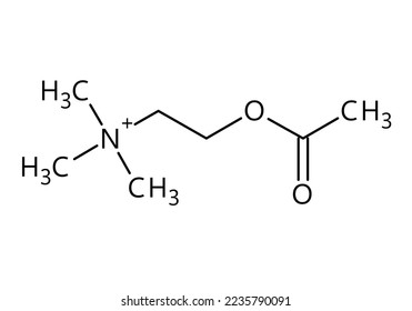 Acetylcholine molecular structure. Acetylcholine is neurotransmitter with important role in human body. Vector structural formula of chemical compound with red bonds and black atom labels.