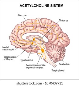 Acetylcholine system. transmitter of nerve excitation. The cholinergic diffuse modulatory systems.  Alzheimer's disease.