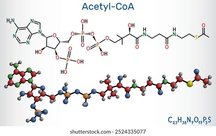 Acetyl-CoA, acetyl coenzyme A molecule. Key coenzyme in fatty acid biosynthesis and the Krebs cycle, citric acid cycle. Vector illustration