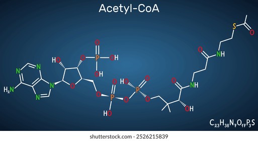 Acetyl-CoA, acetyl coenzyme A molecule. Key coenzyme in fatty acid biosynthesis, Krebs cycle, citric acid cycle. Dark blue background. Vector