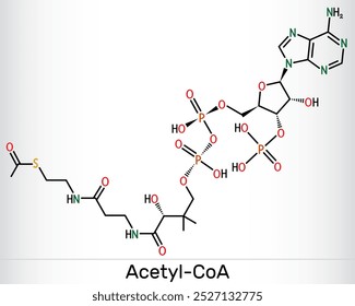 Acetyl-CoA, acetyl coenzyme A molecule. Key coenzyme in fatty acid biosynthesis, Krebs cycle, citric acid cycle. Structural formula. Vector