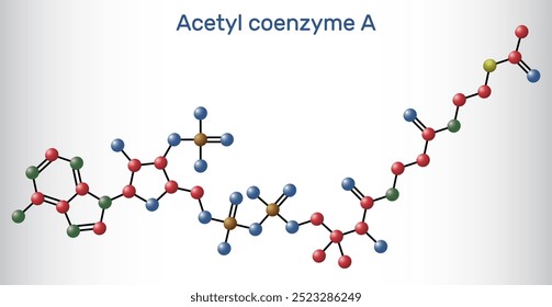 Acetyl-CoA, acetyl coenzyme A molecule model. Key coenzyme in fatty acid biosynthesis, Krebs cycle, citric acid cycle. Vector illustration