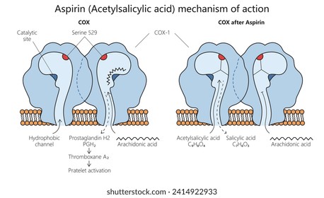 acetylsalicylic acid aspirin mechanism of action diagram hand drawn schematic vector illustration. Medical science educational illustration