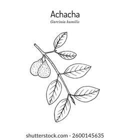 Achacha (Garcinia humilis), medicinal and edible plant. Hand drawn botanical vector illustration
