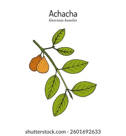 Achacha (Garcinia humilis), medicinal and edible plant. Hand drawn botanical vector illustration