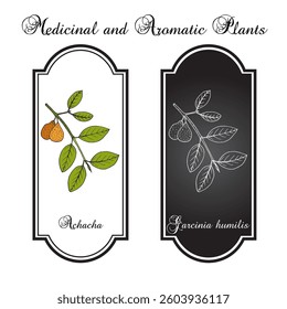Achacha (Garcinia humilis), medicinal and edible plant. Hand drawn botanical vector illustration