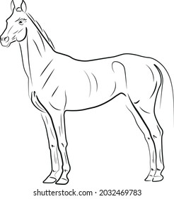 Achalteke horse vector black illustration silhoulete
