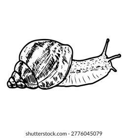 Achatina snail. Hand drawn vector sketch. Slug with a shell. Slowly crawling animal. Slimy body with antennae. Wildlife. Fauna. Line art graphic illustration.