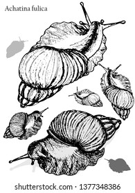 Achatina snails, vector design elements, black isolated on white background.