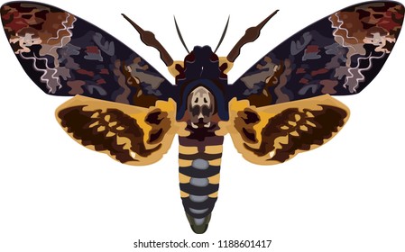 Acherontia atropos is the most widely known of the three species of Death's-head Hawk moth	