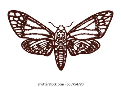 Acherontia atropos. Sphingidae. Insect. The biological illustration. Wildlife. Entomology. Hand drawn. Vector illustration. 