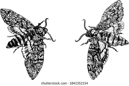 Acherontia Styx or Death's-head hawkmoth. Hand drawn ink pen illustration isolated black on white. T-shirt print, tattoo design in dotwork style. Nocturnal, gothic, magic, esoteric concept.