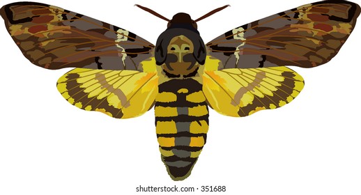 Acherontia_atropos