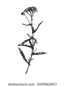 Achillea impresión de silueta vectorial en blanco y negro de una hierba con flores Achillea Millefolium, elemento para diseño floral decorativo, aislado en blanco. Ilustración de vector