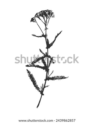 Achillea black and white vector silhouette imprint of a herb with flowers Achillea Millefolium, element for decorative floral design, isolated on white. Vector illustration