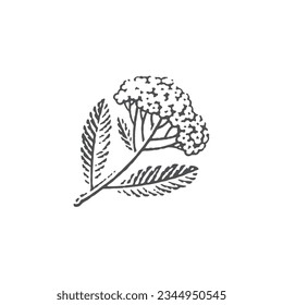 Achillea millefolium in bloom. Blooming Yarrow. Hand drawn engraving style illustrations.