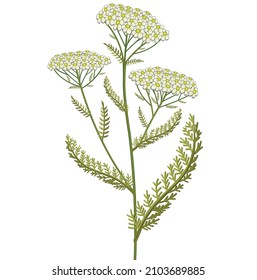 Achillea millefolium hand drawn medical vector illustrations. Pharmaceutical, botanical common yarrow  plant hand drawn. Vector retro achillea millefolium flower. 