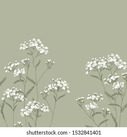 

Achillea millefolium. Flores blancas y silvestres. 