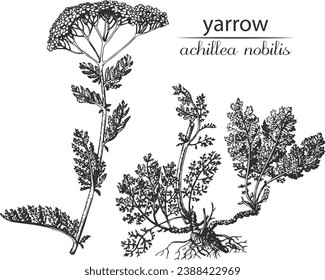 Achillea nobilis, Milfolie, Pfeil. Botanische Illustration des Pfeils. Einfarbiger Pfeil, Schwarz-Weiß-Achillea-Handzeichnung, Achillea-Skizze