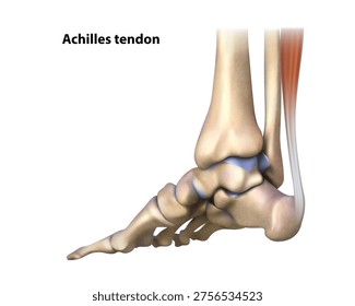 Achilles tendon. Isolated vector illustration
