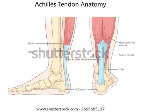 Achilles tendon, showing surrounding bones, muscles, anatomical structure from side and back views structure diagram hand drawn schematic vector illustration. Medical science educational illustration