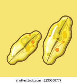 Achnanthes is a genus of diatoms belonging to the family Achnanthaceae (Bacillariophyta). It mainly from marine environments, have a lemon-shaped valves.