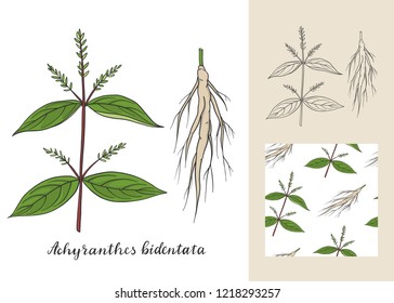 Achyranthes bidentata set with seamless patterns. Medicinal plant.