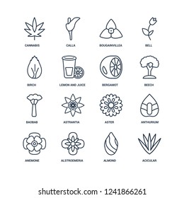 Acicular, Almond, Alstroemeria, Anemone, Anthurium, Cannabis, Birch, Baobab, Bergamot outline vector icons from 16 set