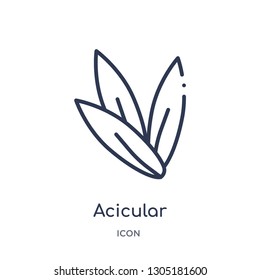 acicular icon from nature outline collection. Thin line acicular icon isolated on white background.