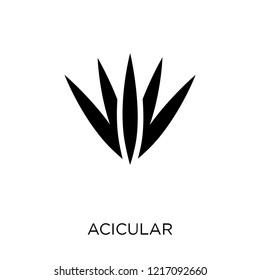 Acicular icon. Acicular symbol design from Nature collection. Simple element vector illustration on white background.