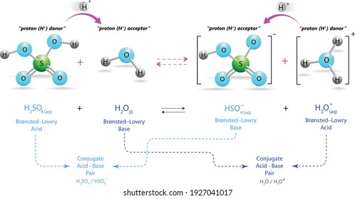 Bronsted–Lowry (Brønsted–Lowry) Acid-Base Theory, illustrated on sulfuric acid, Conjugate Acid-Base Pairs