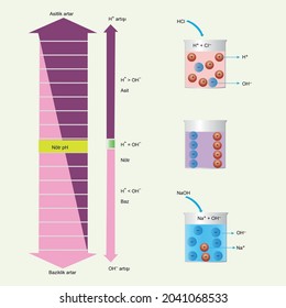 Acidity-Basicity Chart Biology shape vector