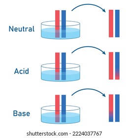 Acids Cause Blue Litmus Paper To Turn Red. Bases Cause Red Litmus Paper To Turn  Blue. Scientific Vector Illustration Isolated On White Background.