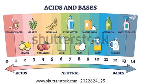Acids, neutral and bases substances scale with examples outline diagram. Labeled educational chemical PH values scheme with colored and numbered areas vector illustration. Hydrogen ion concentration.