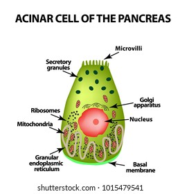 Acinar cell of the pancreas. Acinus. Infographics. Vector illustration on isolated background.