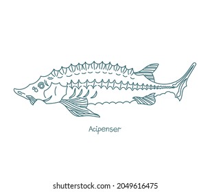 Acipenser is a genus of sturgeons. Vector contour. Open paths. Editable stroke. Custom line thickness.